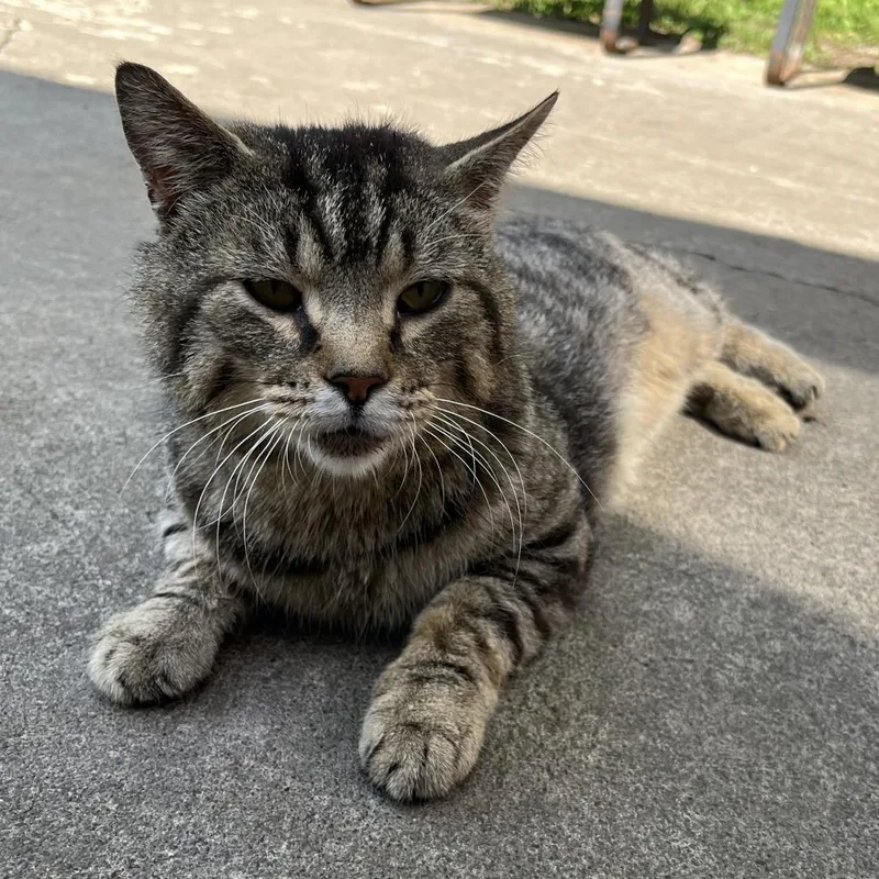 An adult small-sized male Gray / Blue / Silver Domestic Short Hair cat named Bob for adoption in Fairfax Station, VA