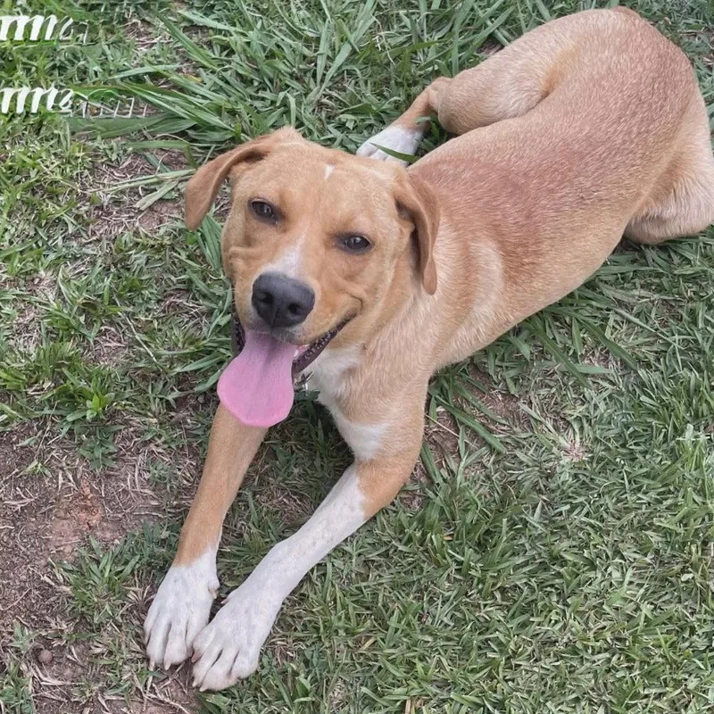 A young large-sized female Terrier dog named Daisy for adoption in Bloomfield, CT