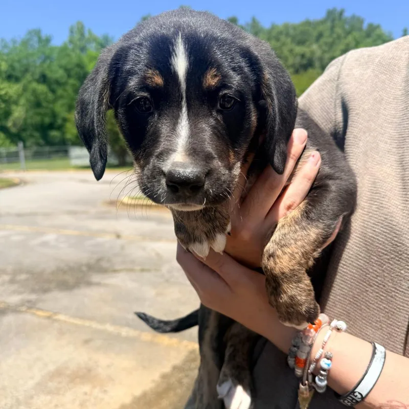A baby small-sized female Black Mixed Breed dog named Sugar for adoption in Corinth, MS