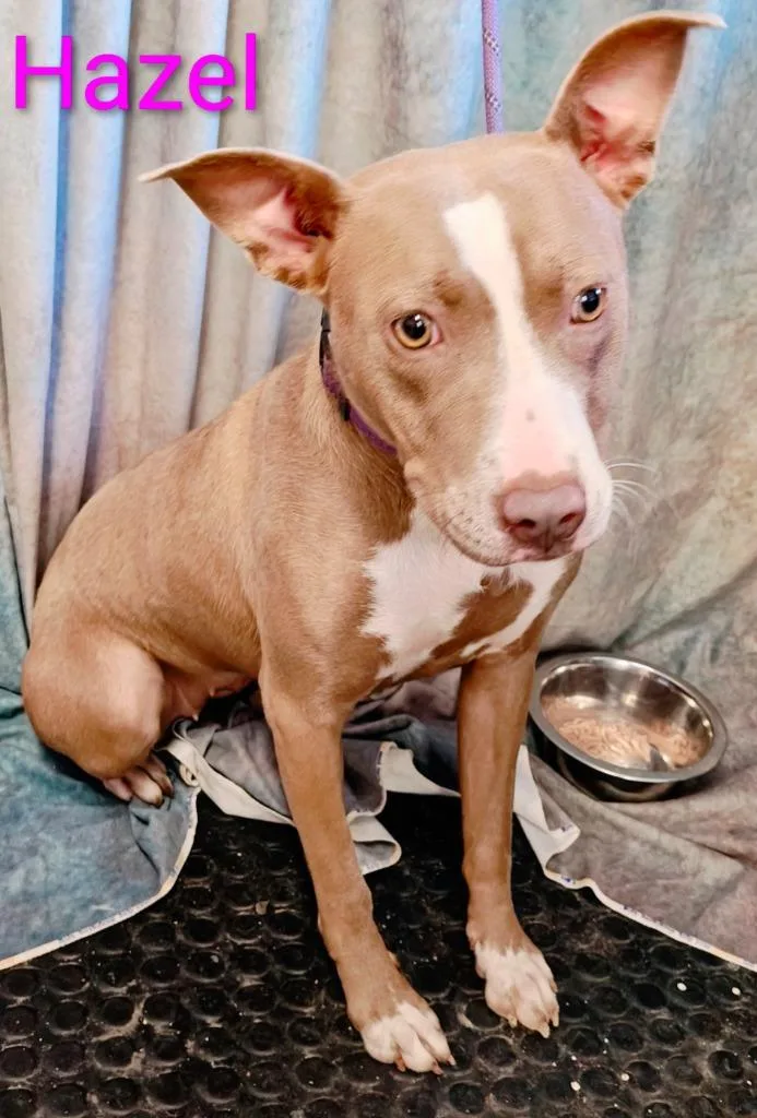 A baby large-sized female Pit Bull Terrier dog named Hazel for adoption in Mena, AR