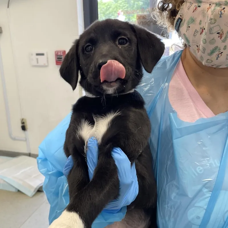 A baby small-sized female Black Labrador Retriever dog named Baby Spice for adoption in Nashville, TN