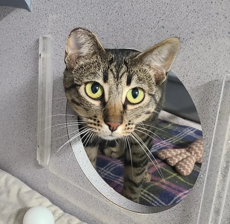 A young medium-sized female Tabby (Brown / Chocolate) Domestic Short Hair cat named Ethel for adoption in Kirkland, WA