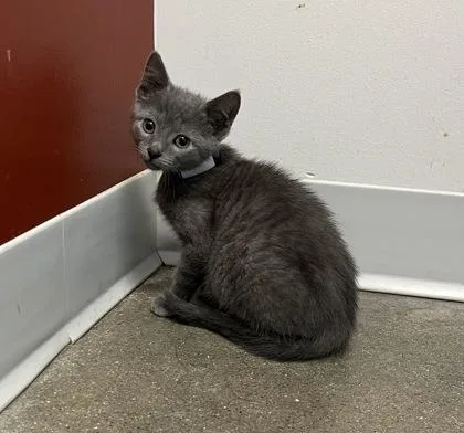 A baby small-sized female Domestic Short Hair cat named Jewel for adoption in Janesville, WI