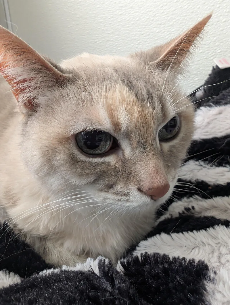 A senior medium-sized female Cream / Ivory Domestic Short Hair cat named Zoey for adoption in New Ulm, MN