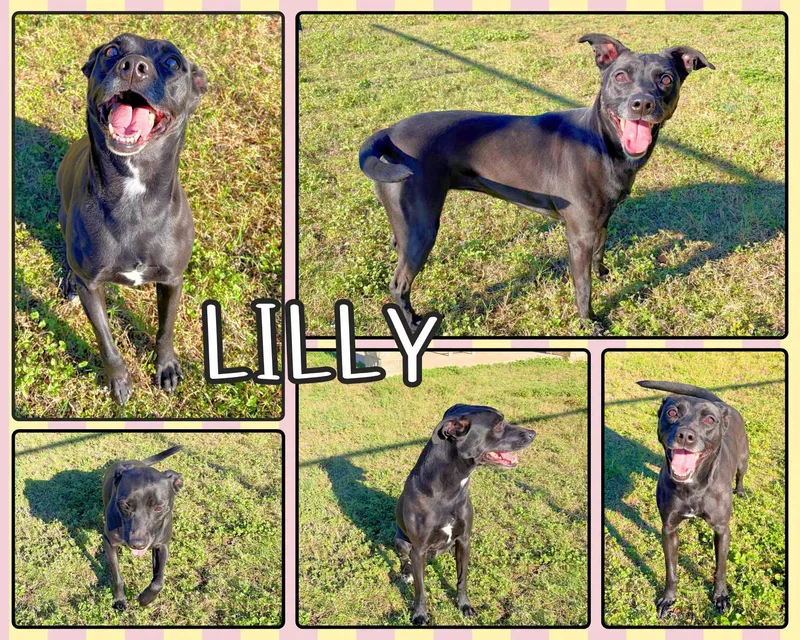 An adult medium-sized female Labrador Retriever dog named Lilly for adoption in Universal City, TX