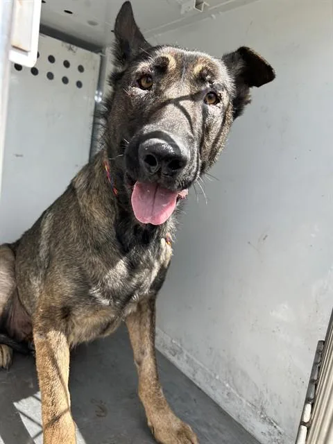 An adult large-sized female German Shepherd Dog dog named Cece for adoption in Sacramento, CA