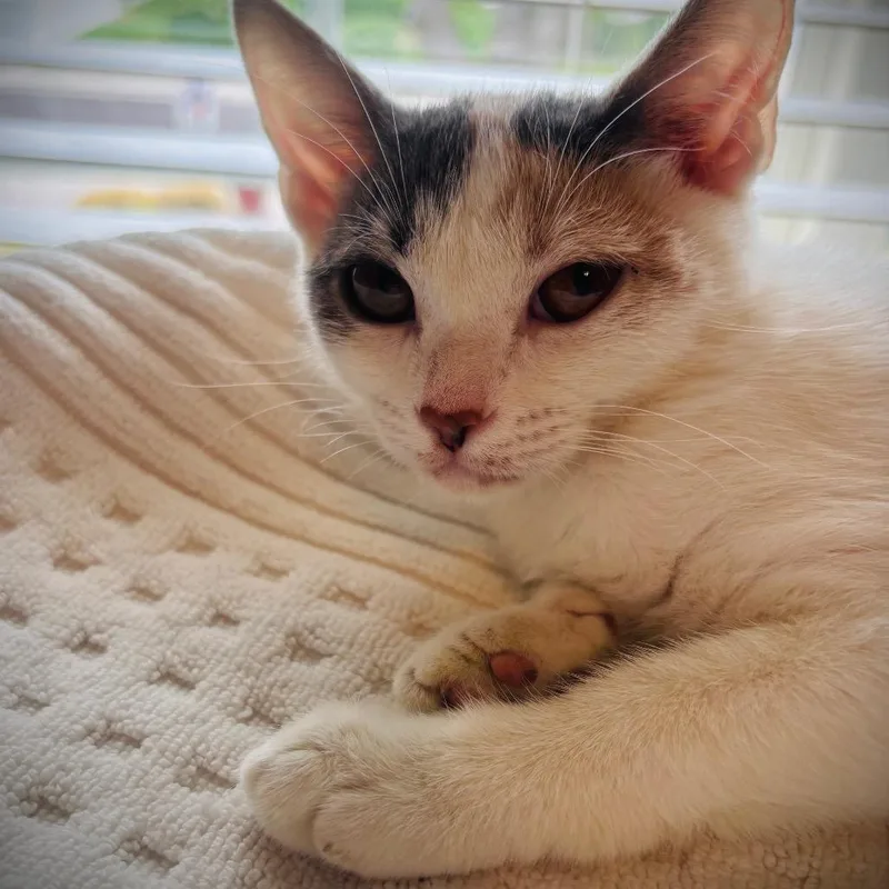 A baby small-sized female Calico Domestic Short Hair cat named Alicent for adoption in Grantsville, UT