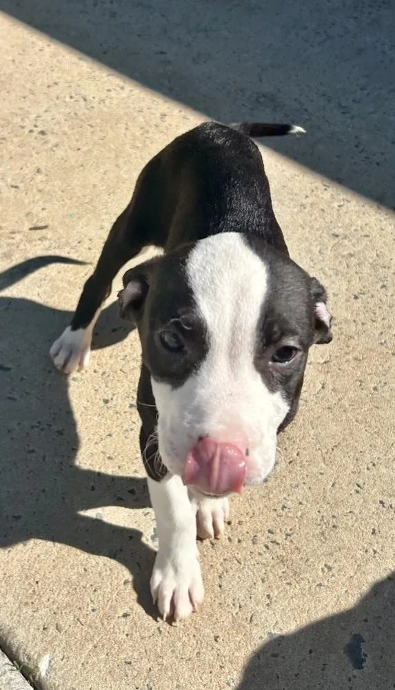 A baby medium-sized female Tricolor (Brown, Black, & White) Mixed Breed dog named Annie for adoption in Mooresville, NC