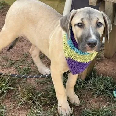 A baby medium-sized male Yellow / Tan / Blond / Fawn Labrador Retriever dog named Louie for adoption in Alexandria, VA