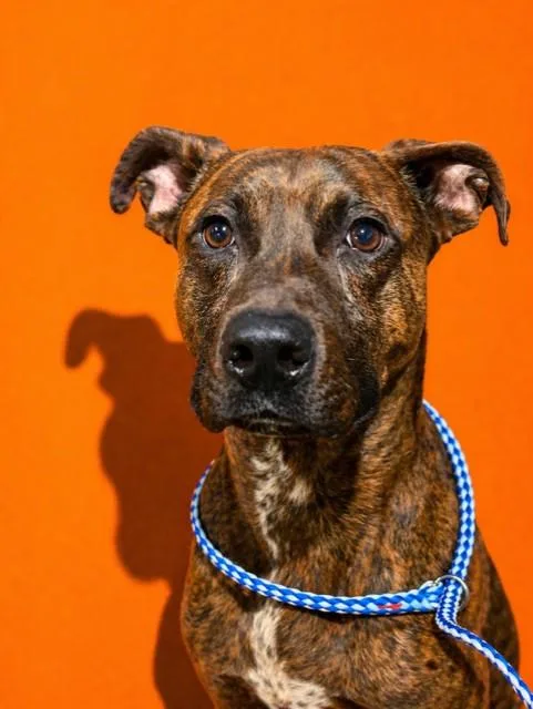 A young medium-sized male Mixed Breed dog named Toby Keith for adoption in Jacksonville, FL