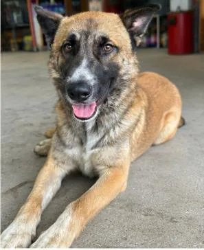 An adult medium-sized male Tricolor (Brown, Black, & White) German Shepherd Dog dog named Lukas for adoption in Windcrest, TX