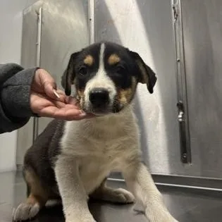 A young medium-sized male Tricolor (Brown, Black, & White) Shepherd dog named Phillip for adoption in Converse, TX