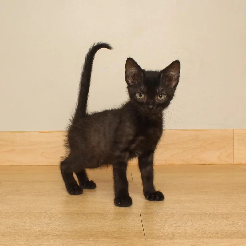 A baby small-sized male Black Domestic Short Hair cat named Keitt C for adoption in Minnetonka, MN