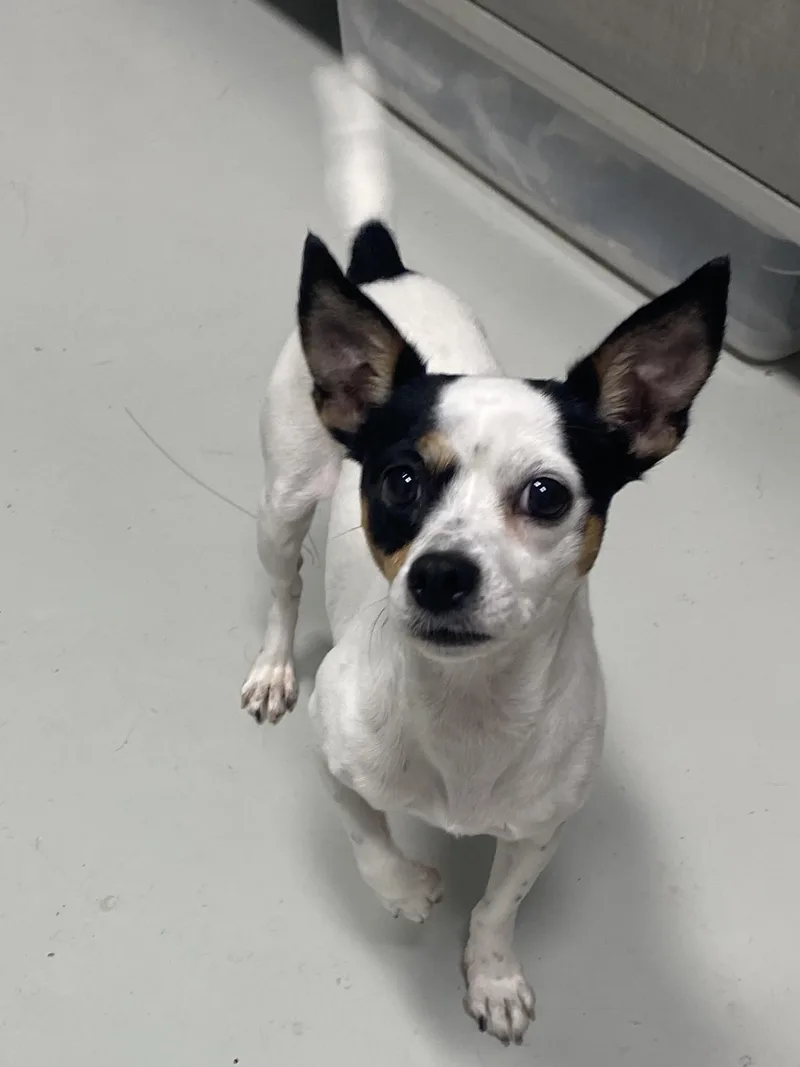 An adult small-sized female Black Rat Terrier dog named Minnie for adoption in Hartford, KY
