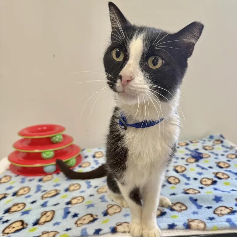 An adult medium-sized male Black Domestic Short Hair cat named Sugar Paw for adoption in Houston, TX
