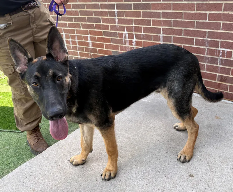 A young large-sized male German Shepherd Dog dog named Lancer for adoption in Dallas, TX