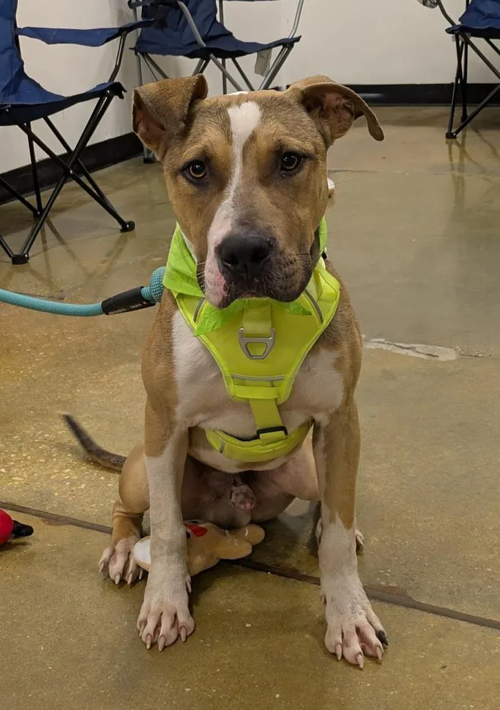 A young medium-sized male Mixed Breed dog named Slim Jim for adoption in Florence, SC
