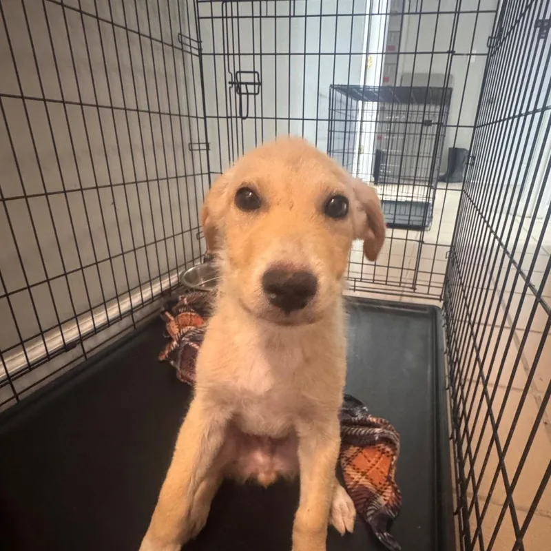 A baby small-sized male Yellow / Tan / Blond / Fawn Yellow Labrador Retriever dog named Baker for adoption in Starkville, MS