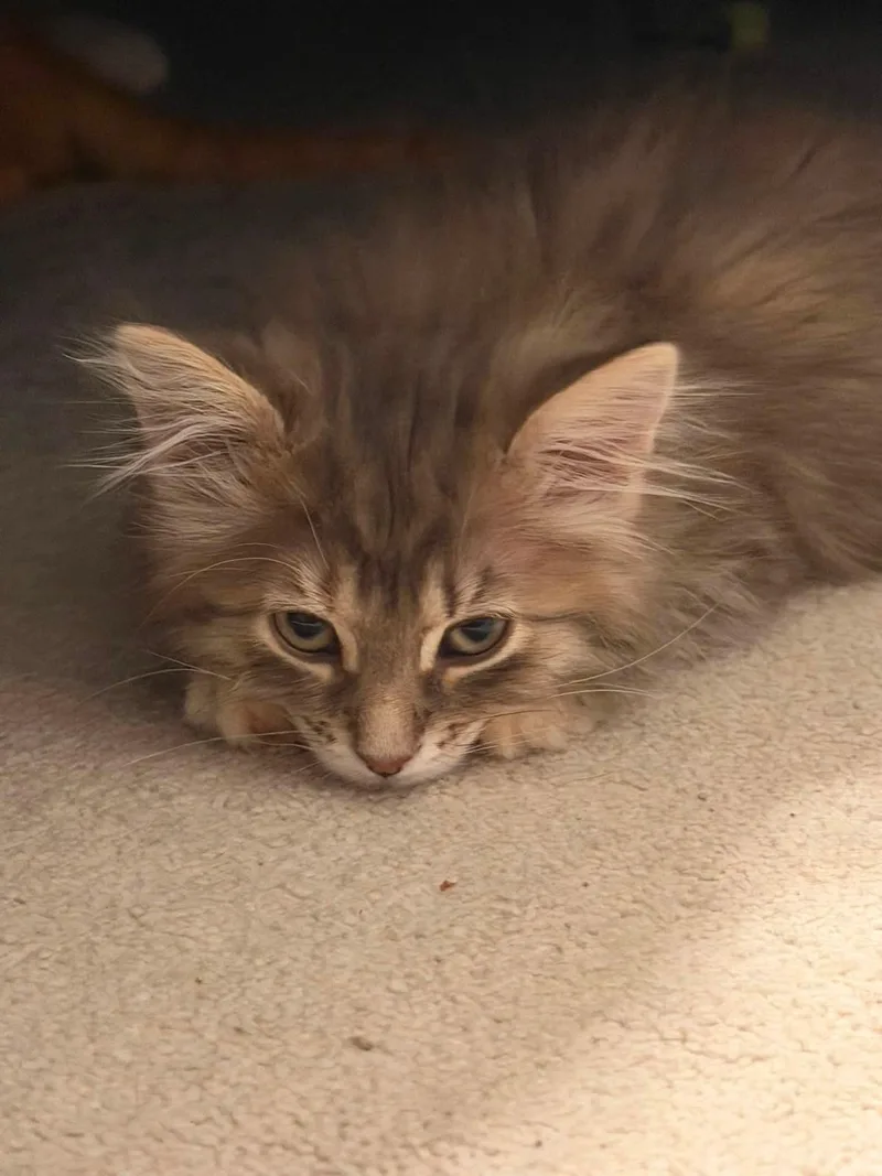A baby medium-sized female Dilute Tortoiseshell Domestic Long Hair cat named Tia for adoption in Battle Creek, MI