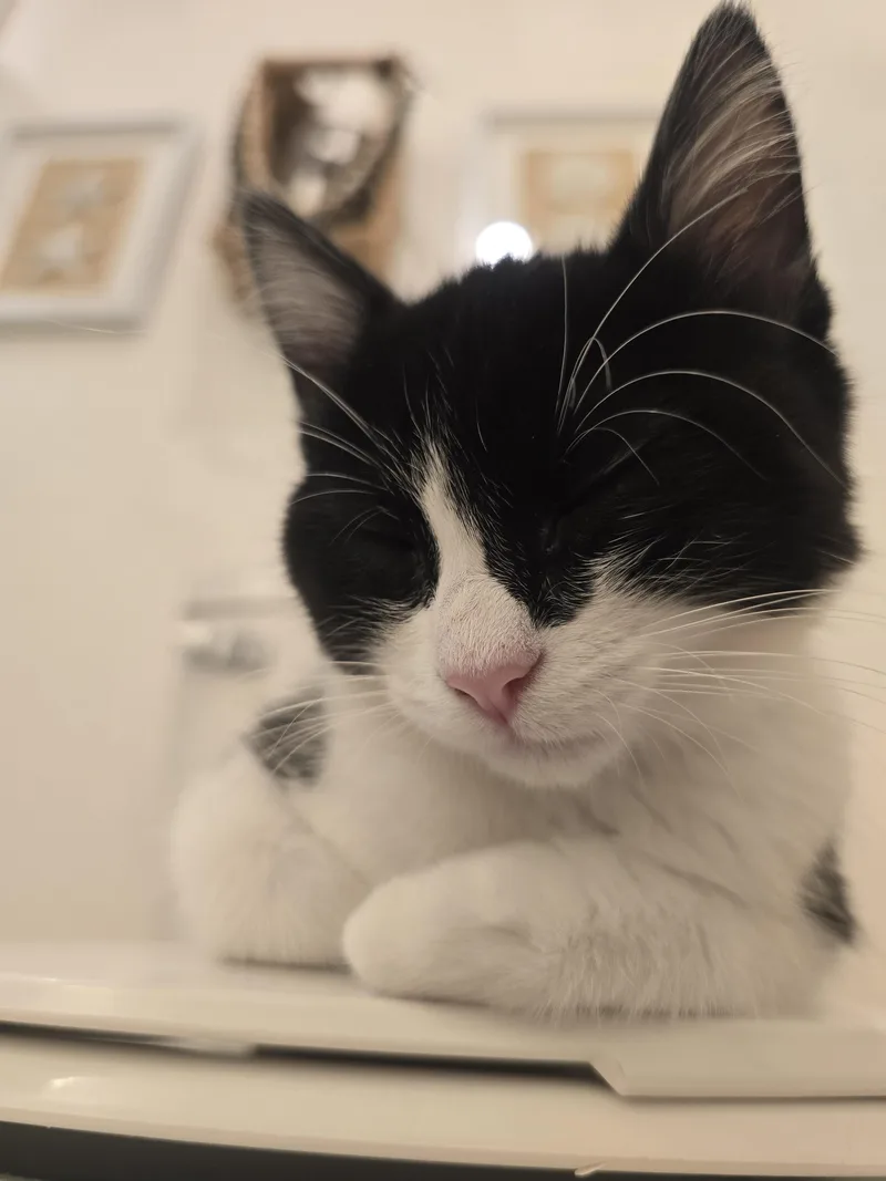A baby small-sized female Domestic Short Hair cat named Spaz for adoption in Rio Linda, CA