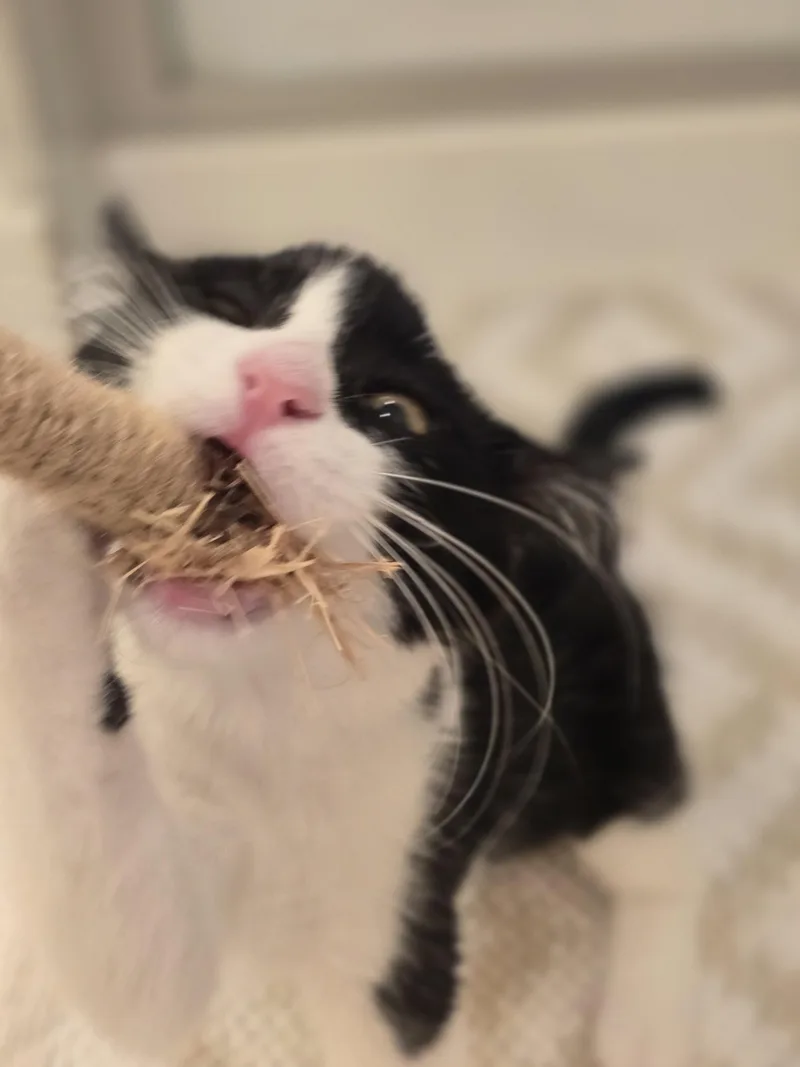 Spaz thumbnail 3
