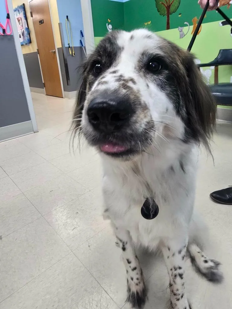 A young medium-sized female Great Pyrenees dog named Sage for adoption in Culpeper, VA