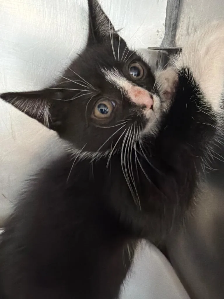 A baby medium-sized female Domestic Short Hair cat named Patsy for adoption in Pomona, NY