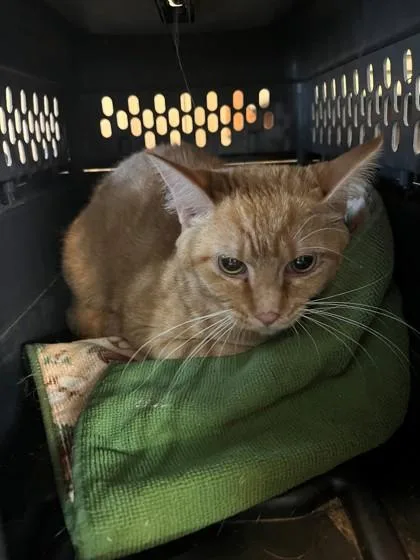 A young medium-sized female Orange / Red Domestic Short Hair cat named Angela for adoption in Kansas City, MO