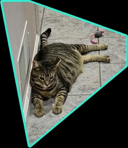 A young medium-sized male Tabby (Brown / Chocolate) Domestic Short Hair cat named Rice Krispie for adoption in Reading, PA