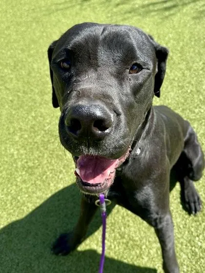 An adult extra large-sized male Black Mixed Breed dog named Travis for adoption in Wichita, KS