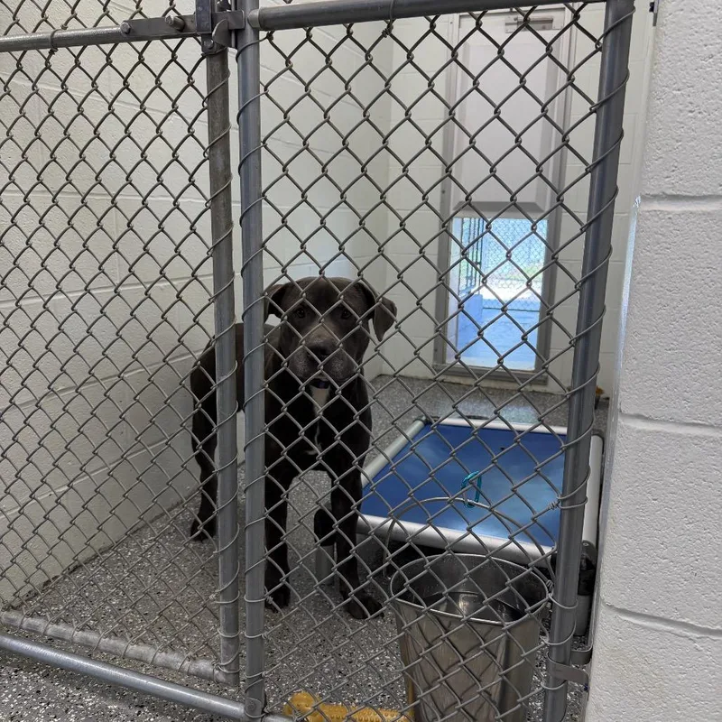 An adult large-sized male Gray / Blue / Silver Mixed Breed dog named Sandman for adoption in Parkersburg, WV