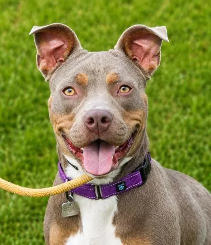A young medium-sized female Mixed Breed dog named Nebula for adoption in Hamilton, OH
