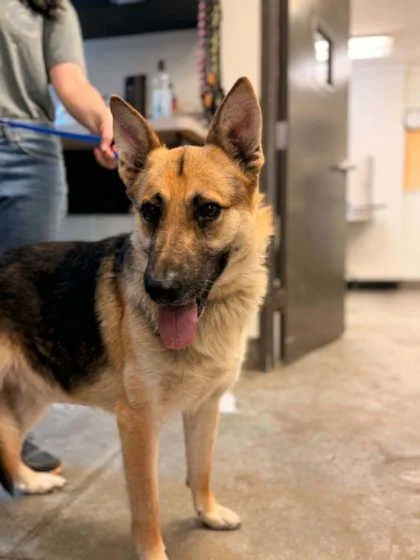 An adult large-sized male German Shepherd Dog dog named Miller for adoption in Bowling Green, KY