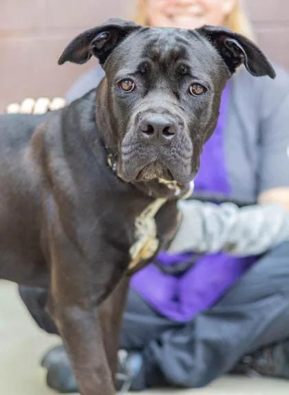 An adult large-sized female Mixed Breed dog named Nevriss for adoption in Chamblee, GA