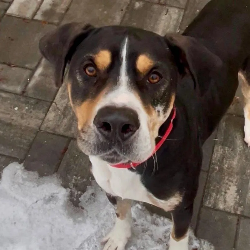 A young large-sized male Bloodhound dog named Joffrey for adoption in Bloomfield, CT