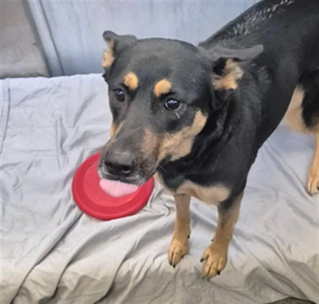 A young extra large-sized female German Pinscher dog named Bella for adoption in Dallas, TX