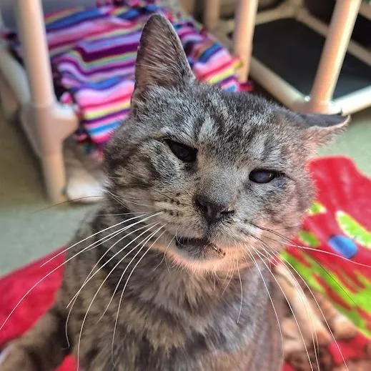 A senior large-sized male Brown / Chocolate Domestic Short Hair cat named Elvis for adoption in Chicago, IL