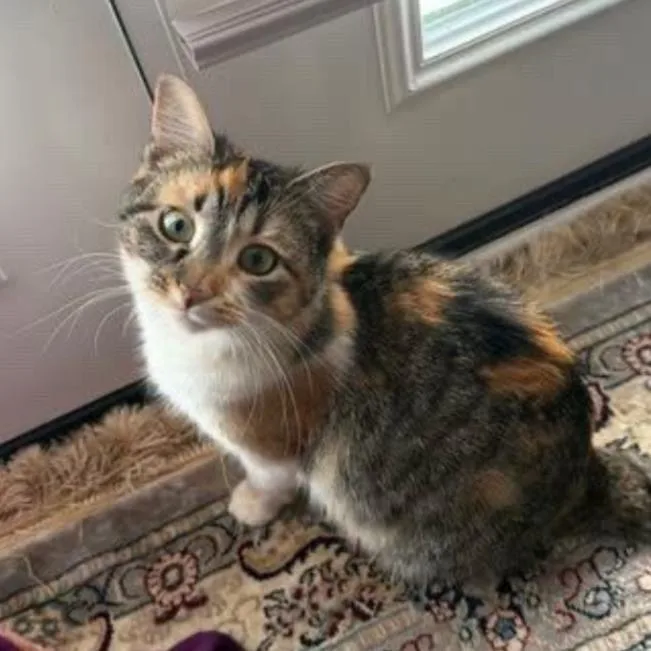 A young small-sized female Calico Domestic Short Hair cat named Dawn for adoption in Corydon, IN