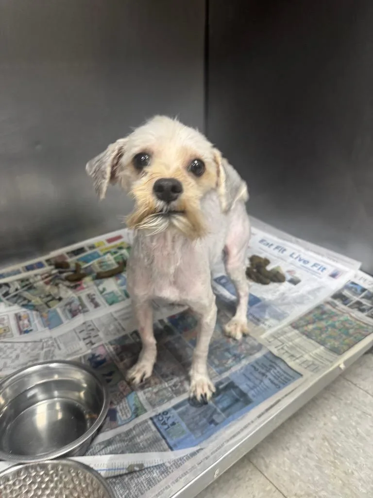 An adult medium-sized male Yorkshire Terrier dog named Sinclair for adoption in Sorrento, LA