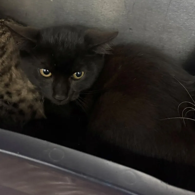 A baby small-sized male Black Domestic Short Hair cat named Croissant for adoption in Chehalis, WA