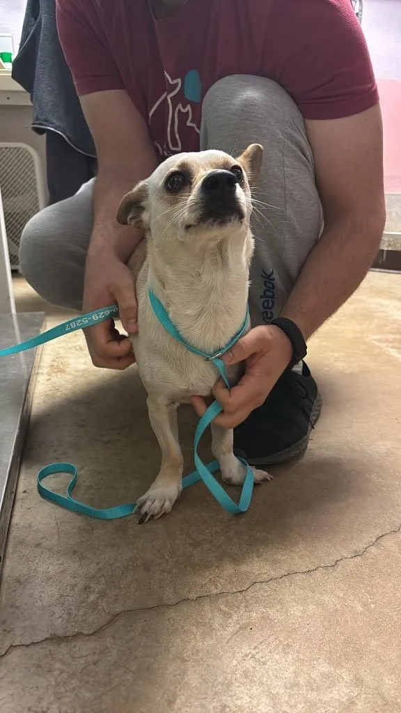 An adult small-sized male Chihuahua dog named Johnny for adoption in New Braunfels, TX