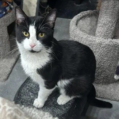 An adult medium-sized male Black & White / Tuxedo Domestic Short Hair cat named Archer for adoption in Devils Lake, ND