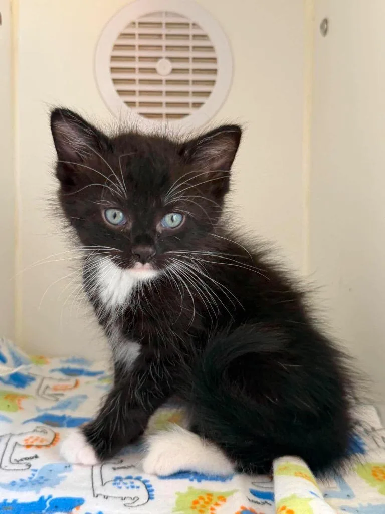 A baby small-sized female Domestic Short Hair cat named Mullberry for adoption in Lagrange, IN