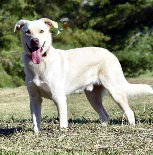 An adult medium-sized male Labrador Retriever dog named Bowie for adoption in Franklin, TN