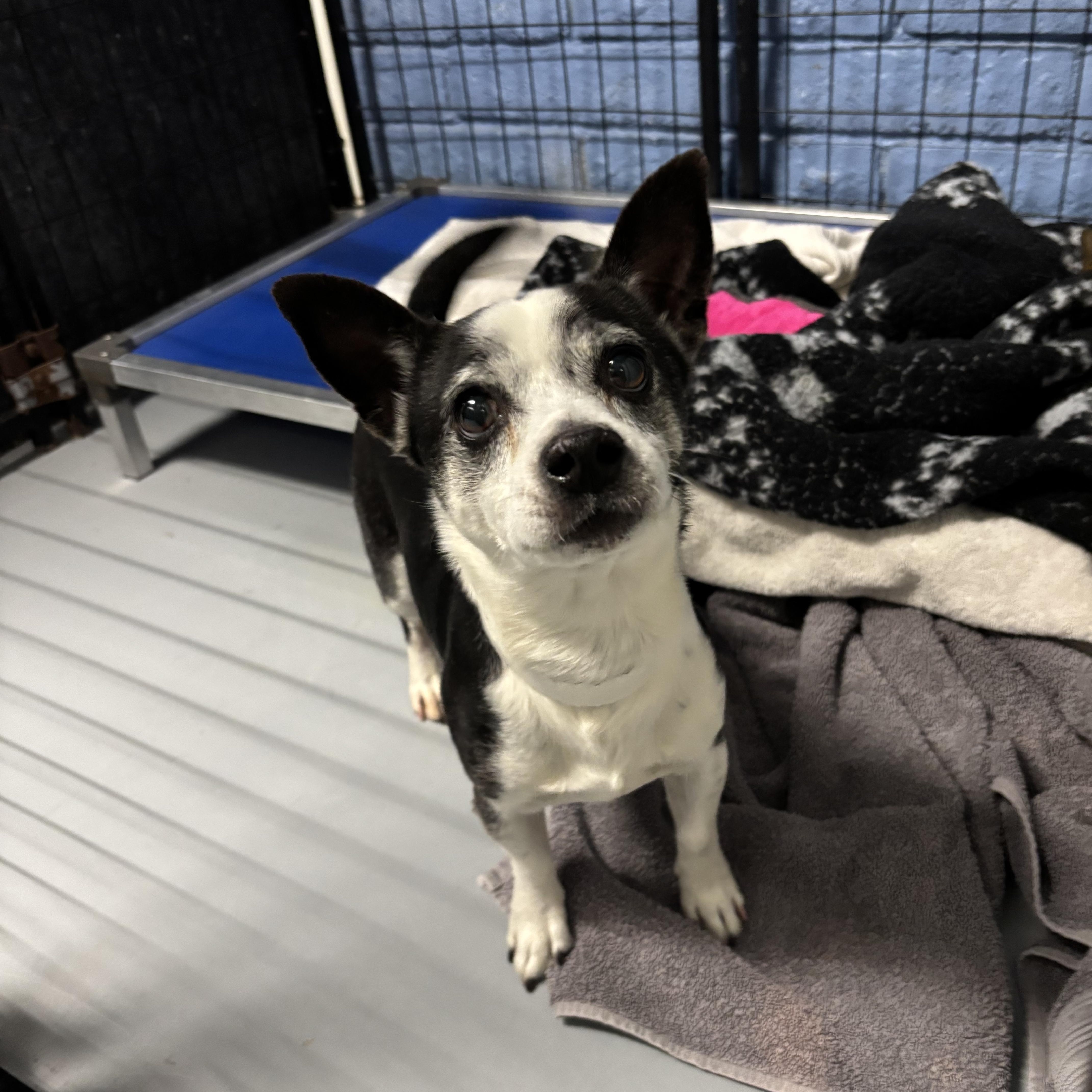 An adult small-sized male Chihuahua dog named Zippy for adoption in Phoenix, AZ