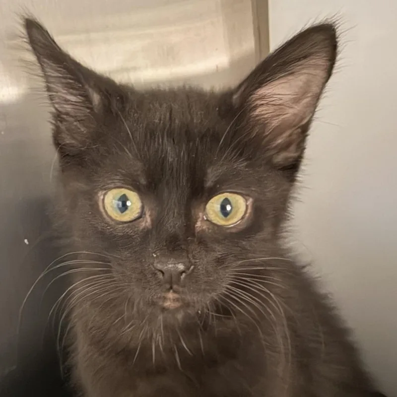 A baby small-sized female Domestic Short Hair cat named Spottie Dottie for adoption in Los Angeles, CA