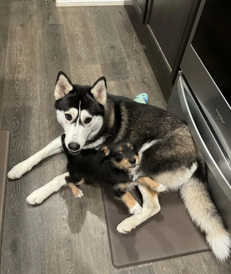 Penelope thumbnail 2