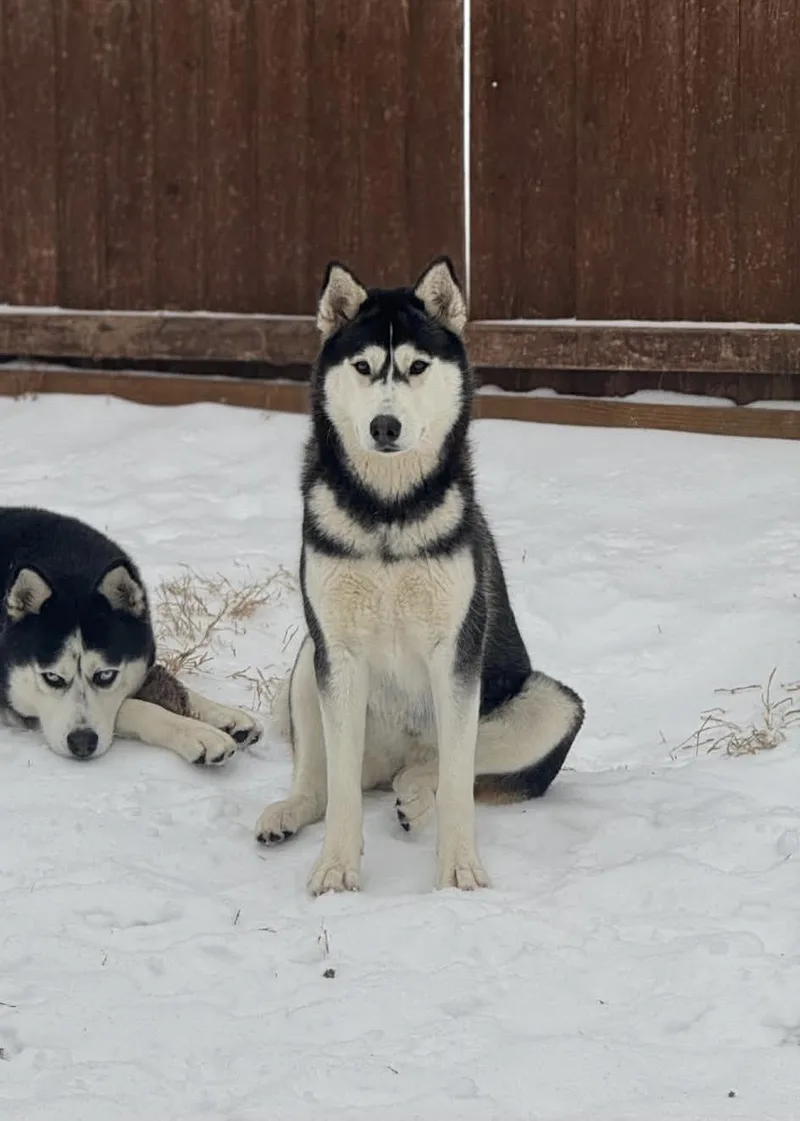 A young large-sized female Husky dog named Penelope for adoption in Denison , TX