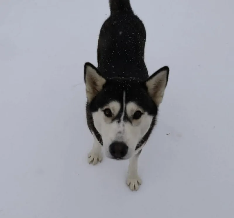 Penelope thumbnail 3