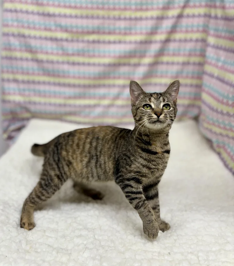 A young medium-sized female Tabby (Tiger Striped) Domestic Short Hair cat named Cleo for adoption in Upper Sandusky, OH